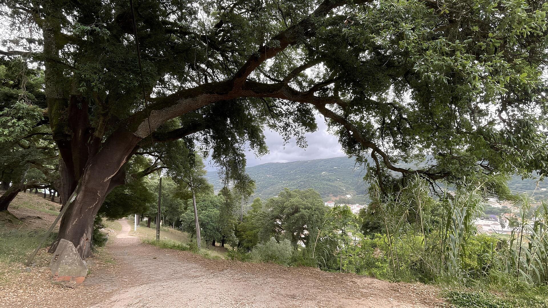 Trilho natural entre &aacute;rvores e vegeta&ccedil;&atilde;o no Algarve.
